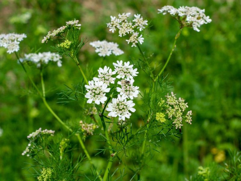 August Heat Is Already Pushing Cilantro Toward Flowers August Heat Is Already Pushing Cilantro Toward Flowers