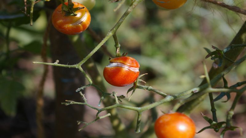 August Heat Raises The Cracking Risk