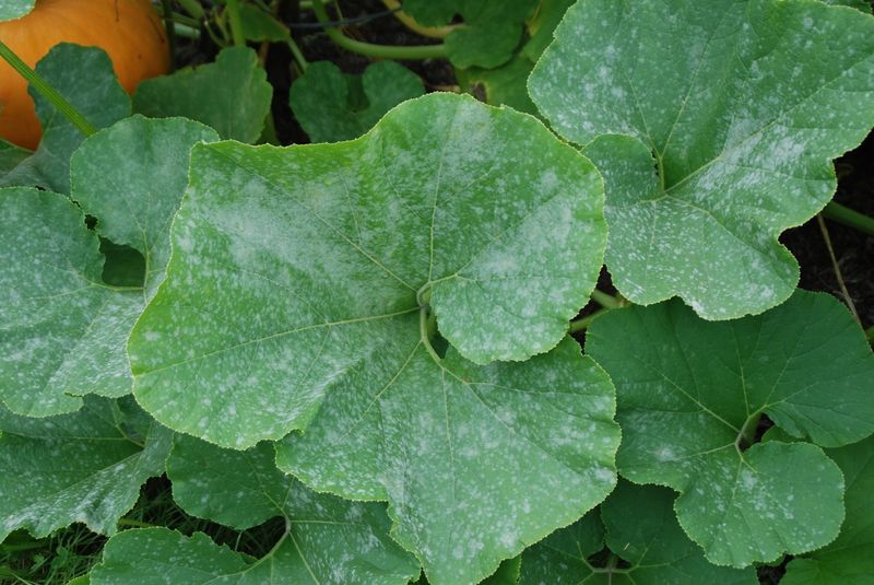 August Humidity Helps Mildew Spread August Humidity Helps Mildew Spread