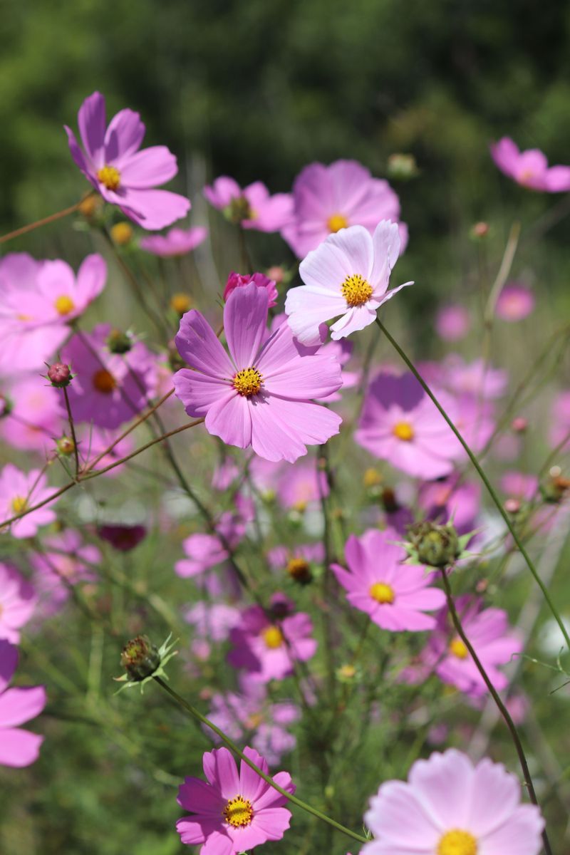 August Is The Last Chance For Fall Blooms August Is The Last Chance For Fall Blooms