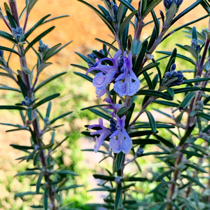 August Is The Right Time After Flowering