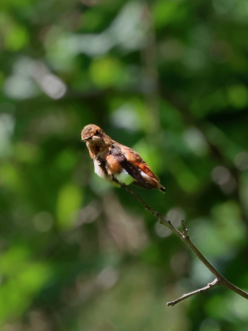 August Migration May Be Bringing New Visitors August Migration May Be Bringing New Visitors