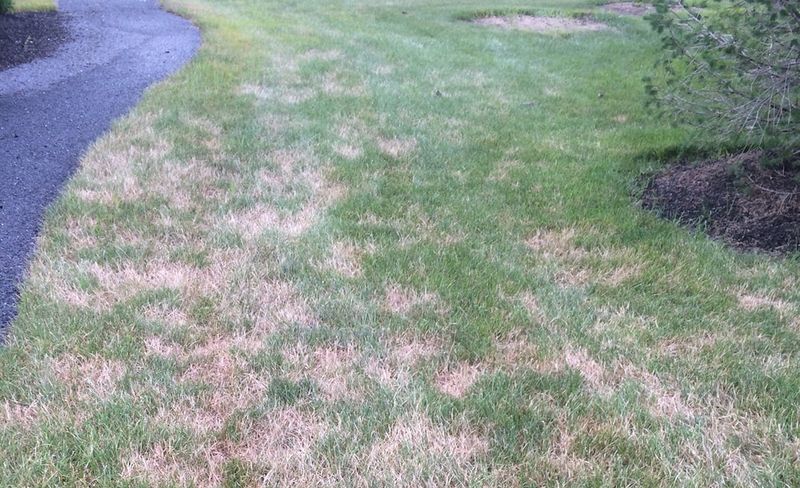 August Nitrogen Can Push Growth When Grass Is Already Stressed August Nitrogen Can Push Growth When Grass Is Already Stressed