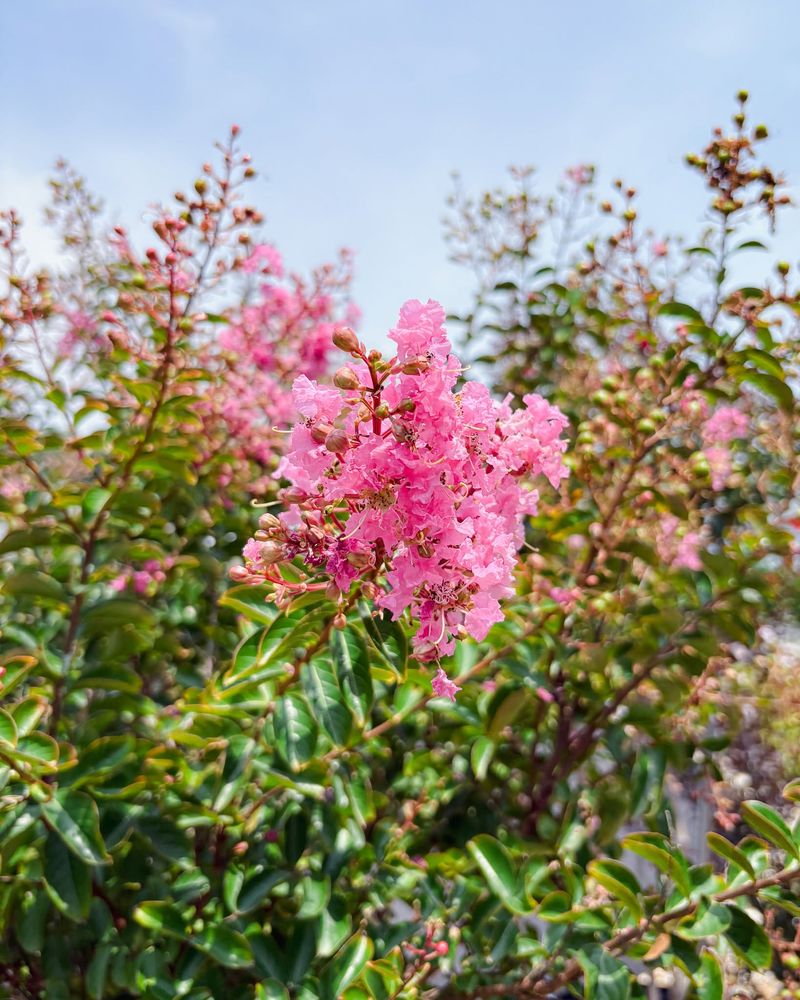 August Pruning Can Reduce Late-Summer Blooms August Pruning Can Reduce Late-Summer Blooms