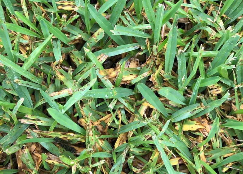 August Rain Can Leave Gray Leaf Spot Behind