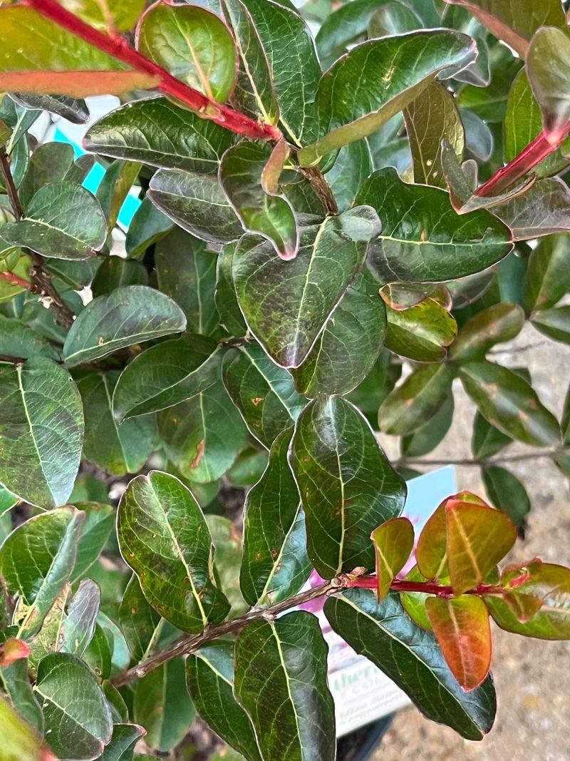 August Yellowing Often Points To Cercospora Leaf Spot August Yellowing Often Points To Cercospora Leaf Spot