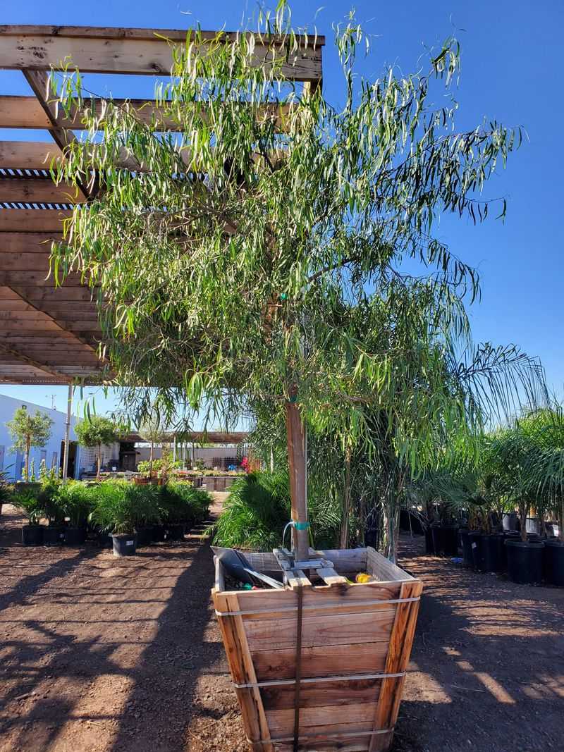 Australian Willow Can Fit Narrower California Landscapes Australian Willow Can Fit Narrower California Landscapes