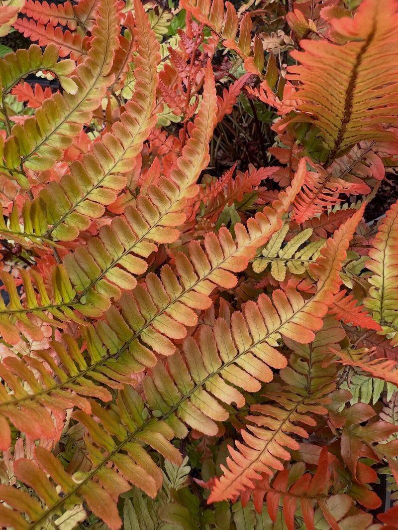 Autumn Fern Autumn Fern