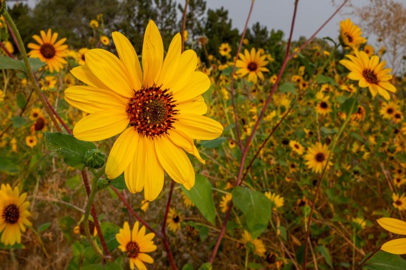 Autumn Gold Narrow-Leaved Sunflower
