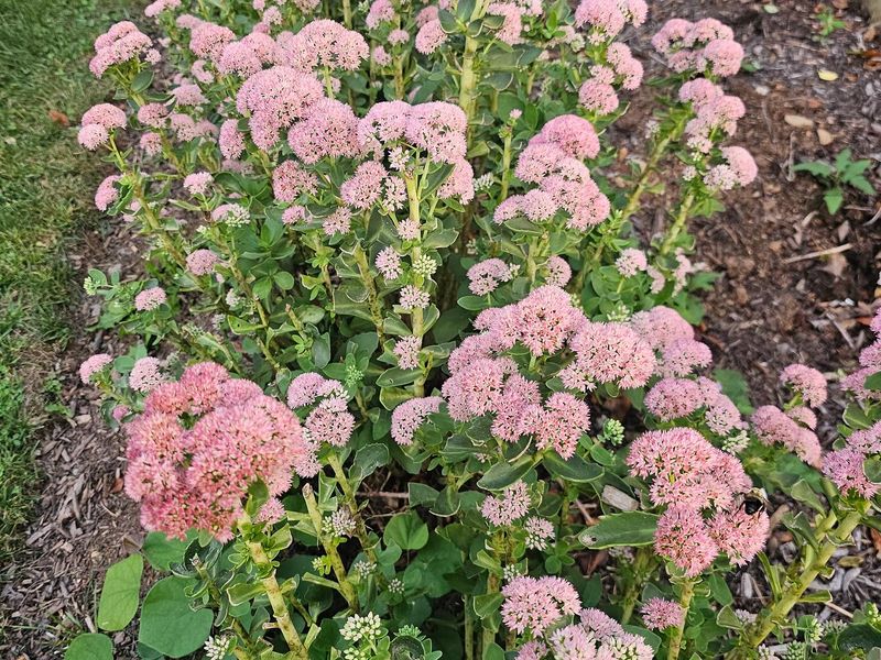 Autumn Joy Sedum Autumn Joy Sedum
