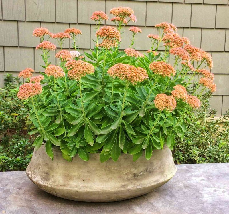 Autumn Joy Sedum Brings Color Without The Fuss Autumn Joy Sedum Brings Color Without The Fuss
