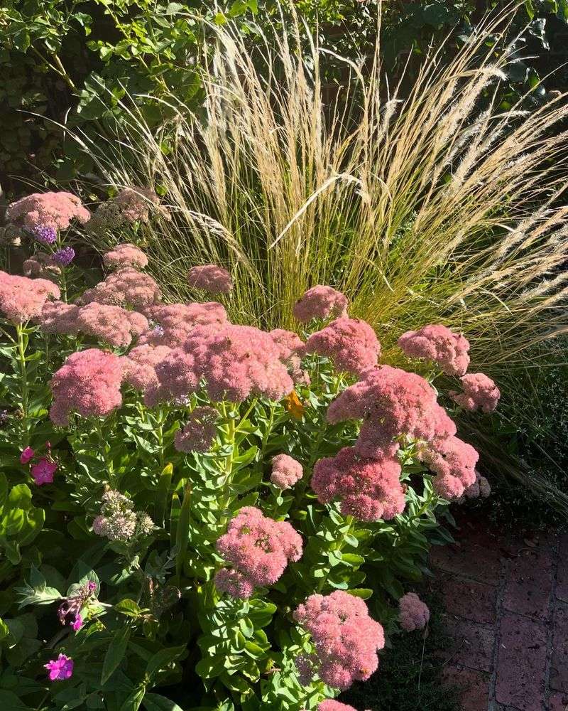 Autumn Joy Sedum Gets Better As Fall Arrives