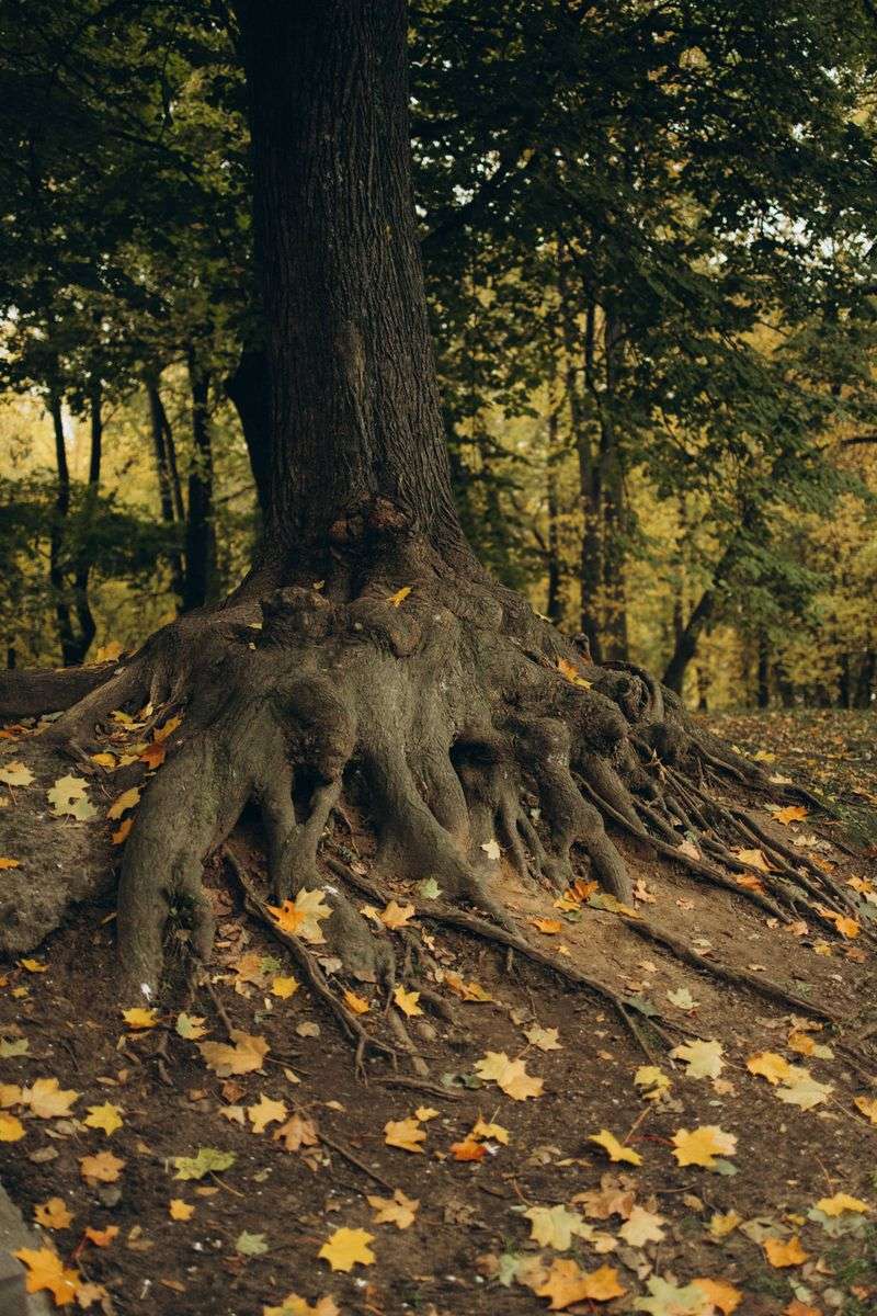 Autumn Moisture Builds Strong Roots
