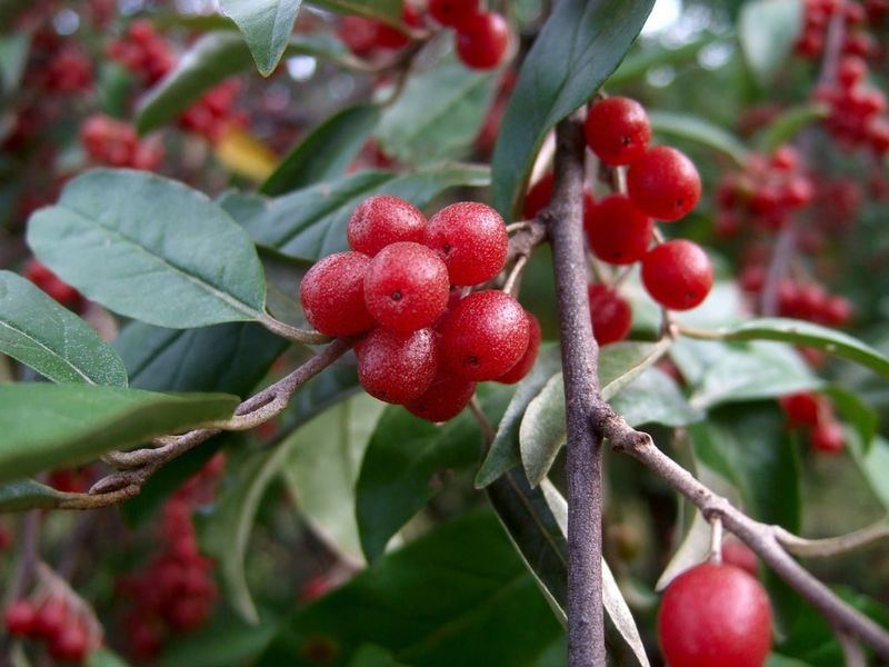 Autumn Olive Spreads Far Beyond The Yard Where It Was Planted