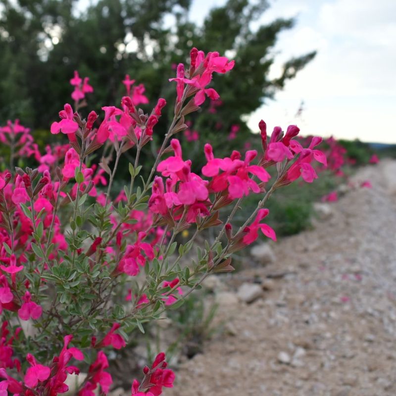 Autumn Sage Autumn Sage
