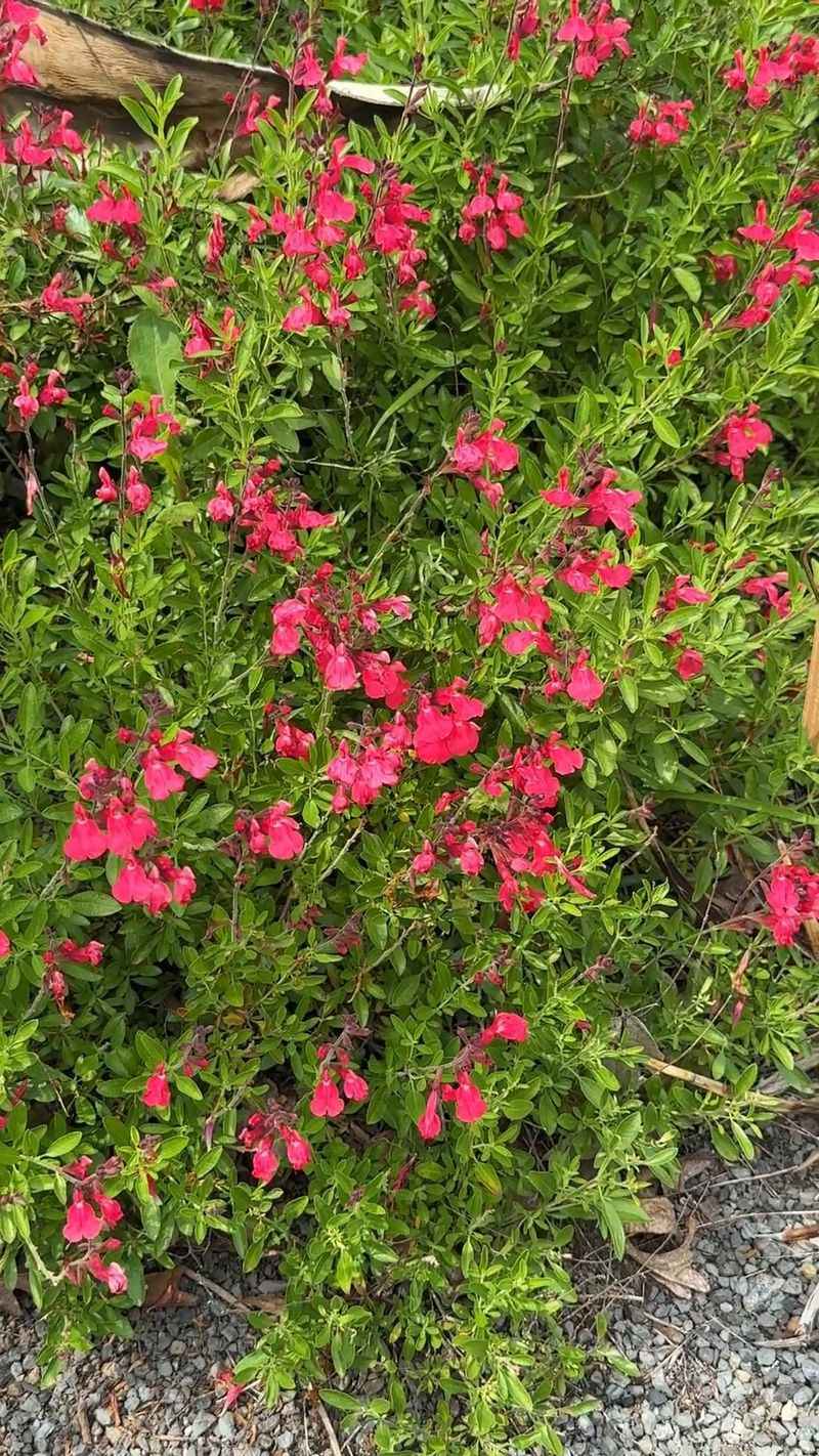 Autumn Sage Autumn Sage