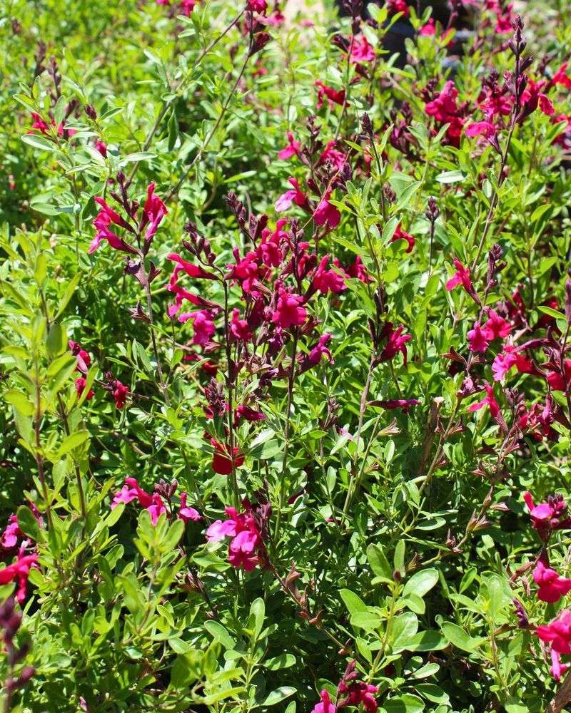Autumn Sage Autumn Sage