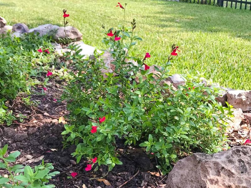 Autumn Sage Handles Heat And Blooms Into Cooler Weather