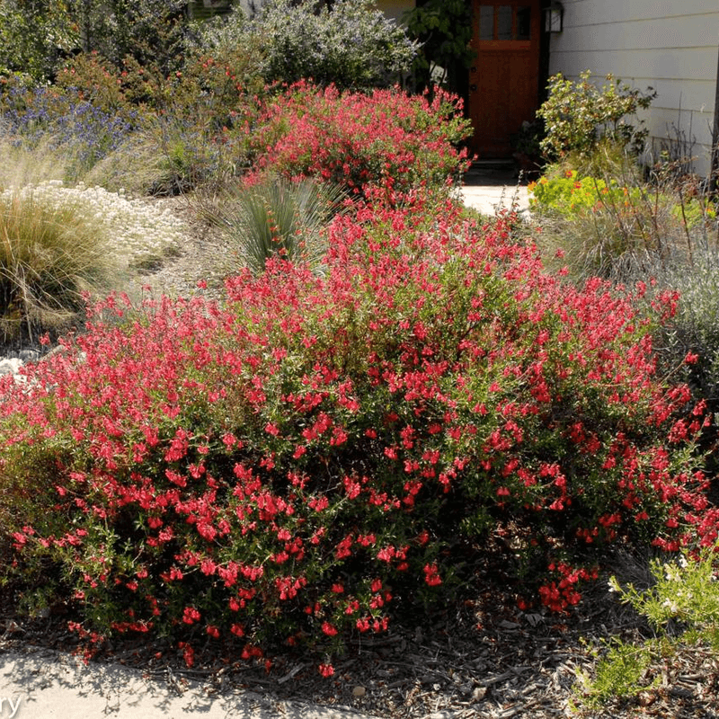 Autumn Sage Is Built For A Long Blooming Season