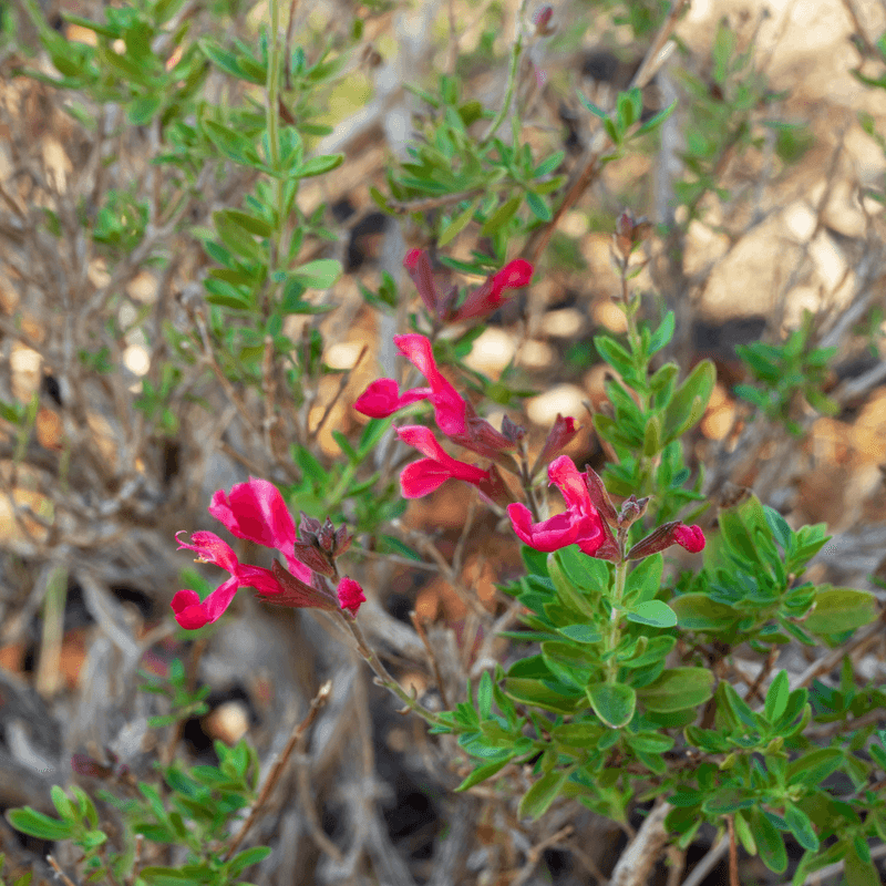 Autumn Sage Keeps A Compact, Flowering Form