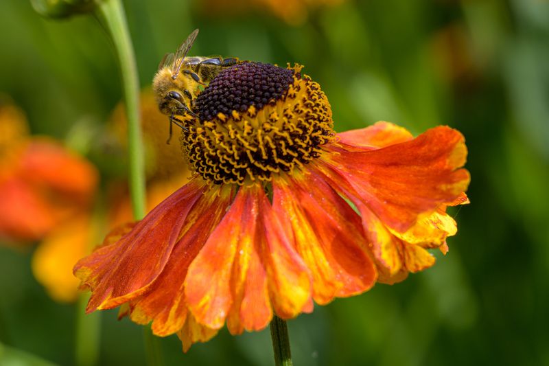Autumn Sneezeweed
