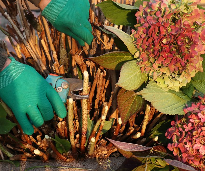 Avoid A Big Late-Summer Pruning Session