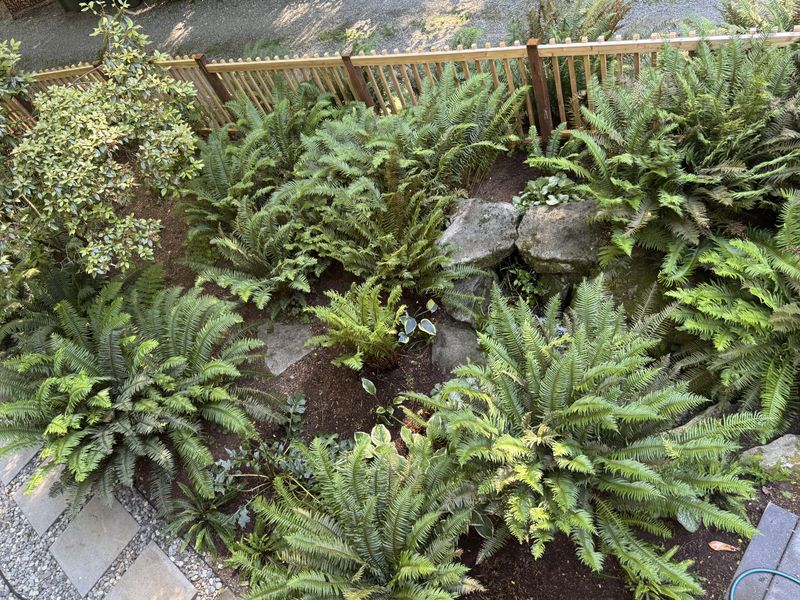 Avoid Cutting Fresh Green Growth Avoid Cutting Fresh Green Growth