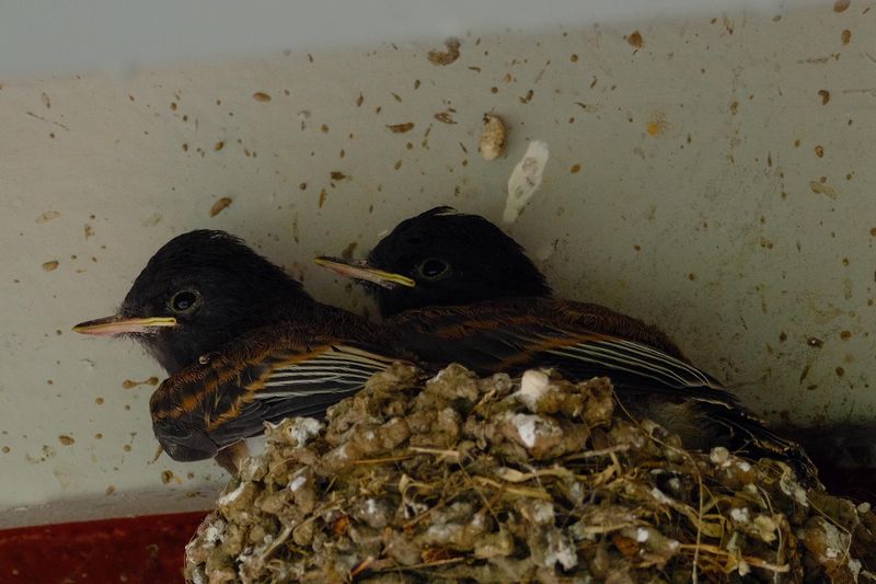 Avoid Disturbing An Active Nest