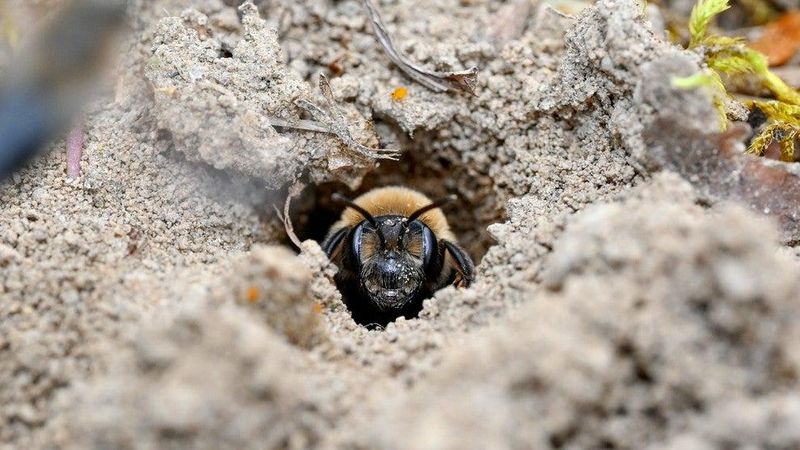 Avoid Disturbing Ground Nests Nearby