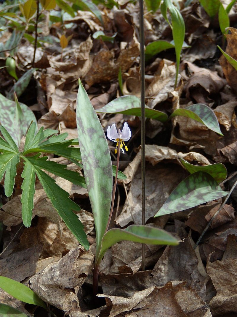 Avoid Disturbing Soil Near Dormant Bulbs