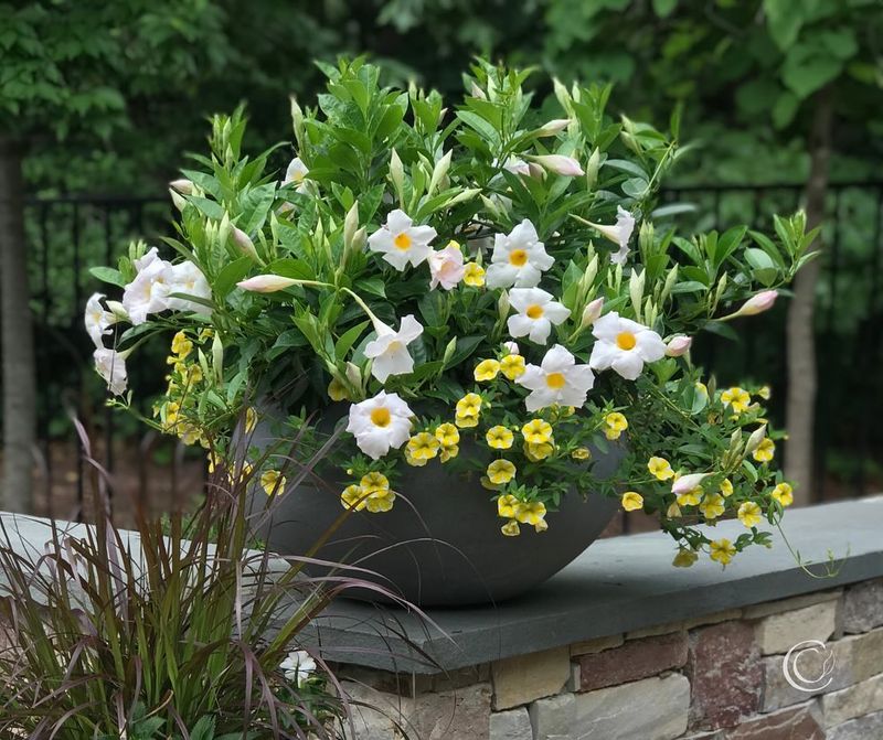 Avoid Evening Overwatering Avoid Evening Overwatering