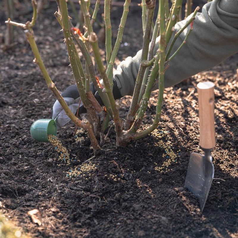 Avoid Feeding Dry Soil During August Heat Avoid Feeding Dry Soil During August Heat