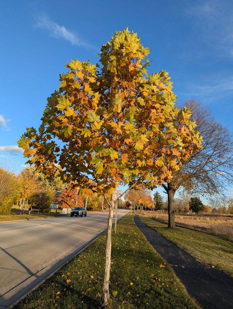 Avoid Fertilizing Trees This Late In Summer Avoid Fertilizing Trees This Late In Summer