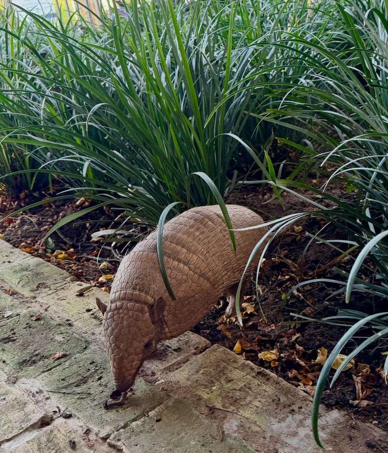 Avoid Handling An Armadillo