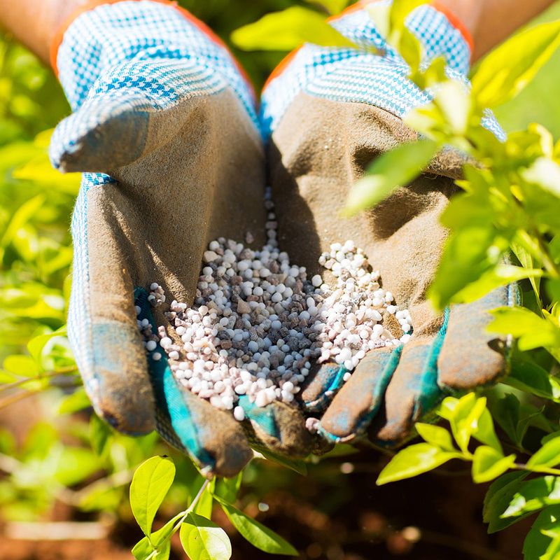 Avoid Heavy Fertilizing During Extreme Heat