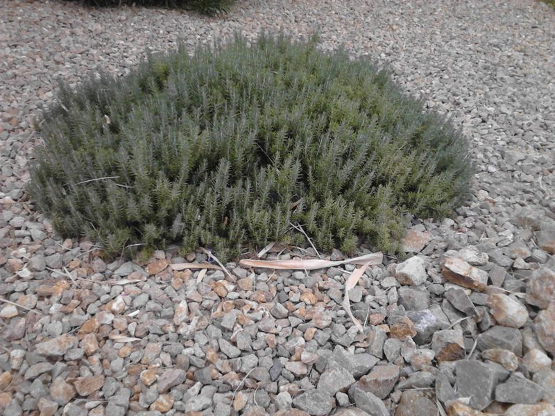 Avoid Heavy Mulch That Holds Moisture Near The Base Avoid Heavy Mulch That Holds Moisture Near The Base