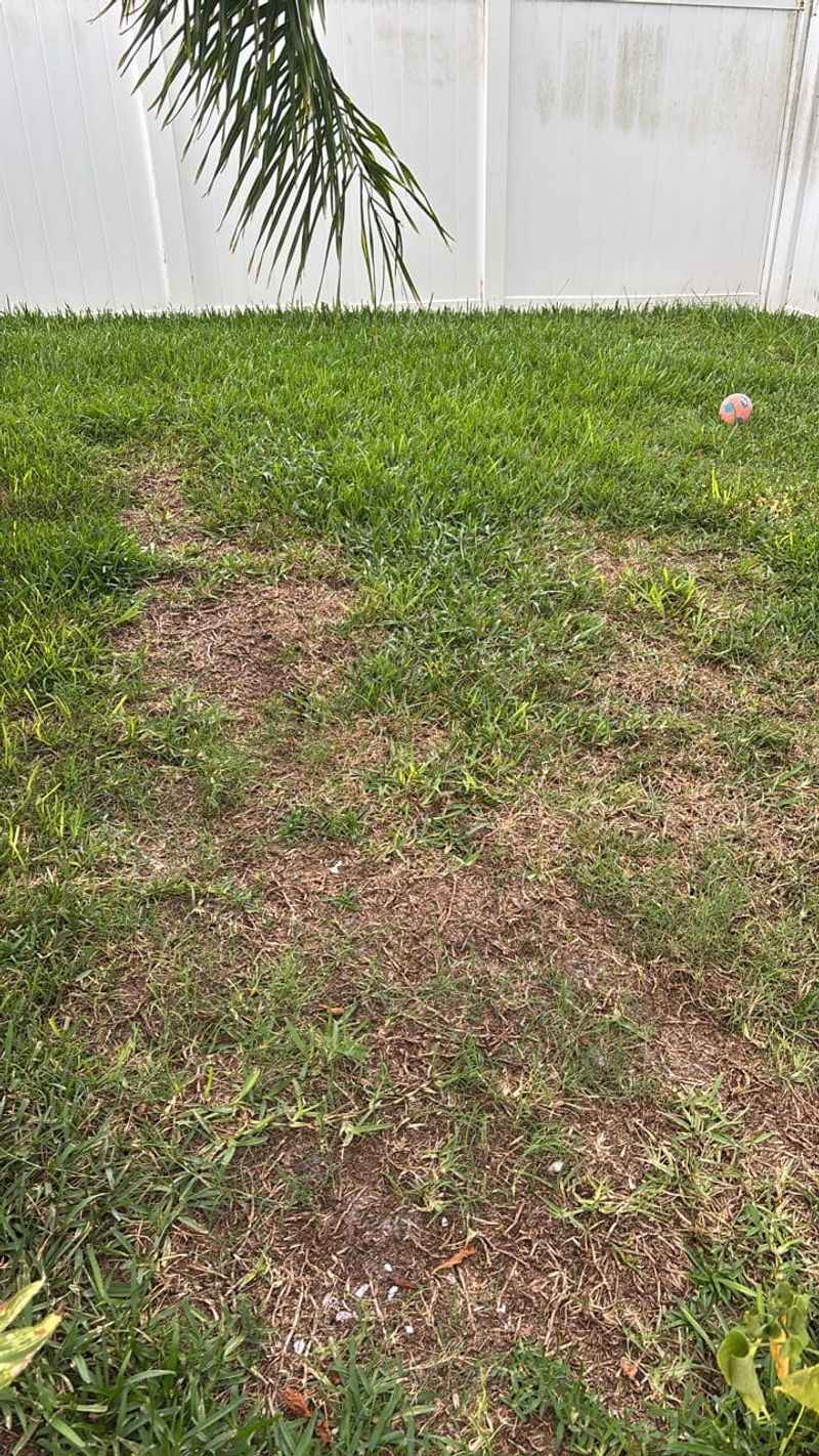 Avoid Heavy Nitrogen Feeding