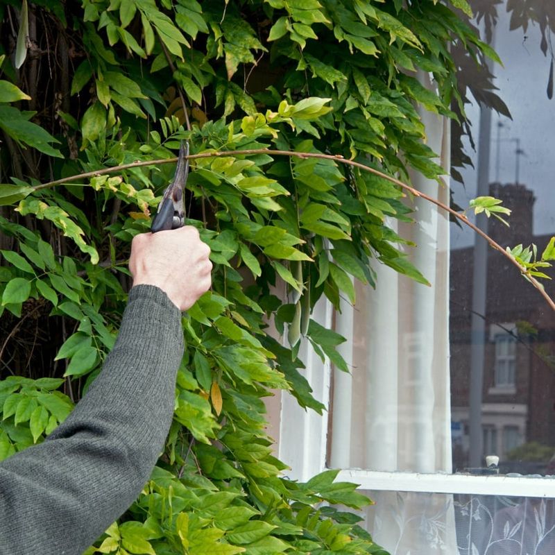 Avoid Heavy Pruning Before Fall
