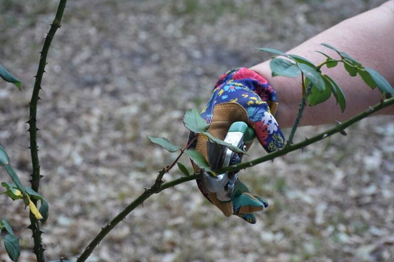 Avoid Heavy Pruning During Extreme Heat