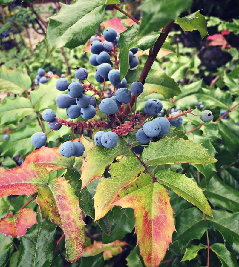 Avoid Heavy Pruning Late In The Season Avoid Heavy Pruning Late In The Season