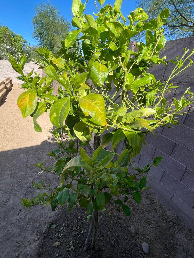 Avoid Heavy Pruning That Exposes Fruit