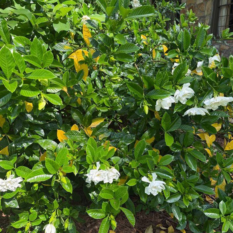 Avoid Late Season Pruning That Removes Buds
