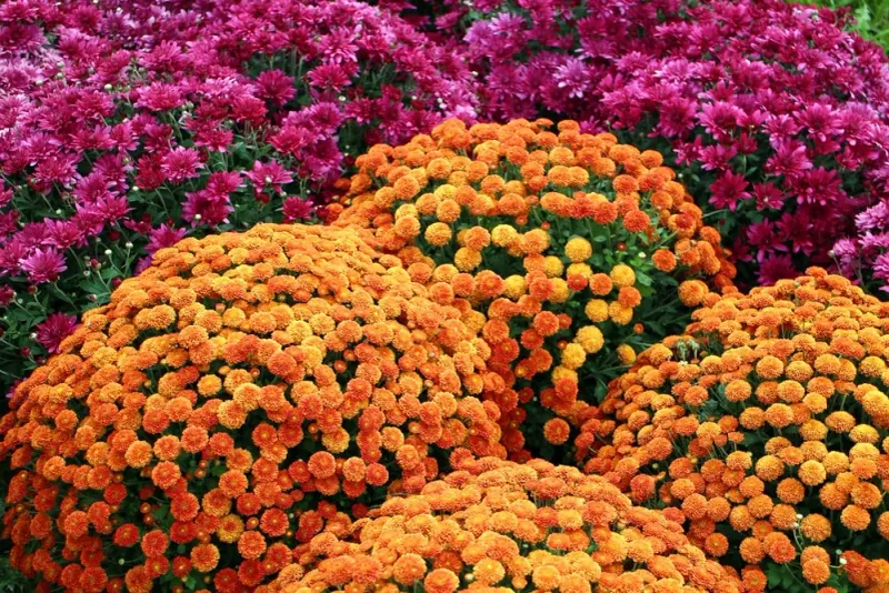 Avoid Major Late-Summer Cutting Avoid Major Late-Summer Cutting