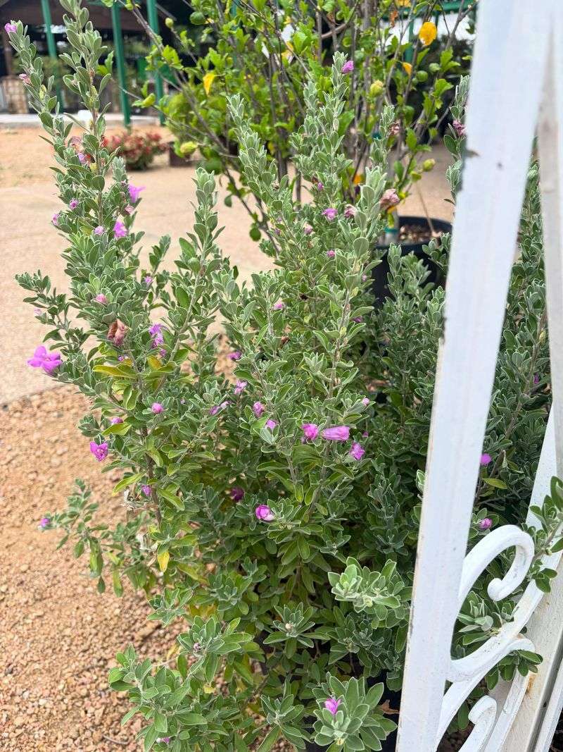 Avoid Major Pruning During August Heat Avoid Major Pruning During August Heat
