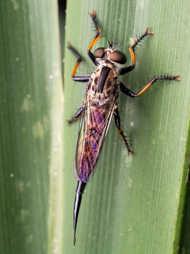 Avoid Mistaking Every Large Fly For A Pest Avoid Mistaking Every Large Fly For A Pest