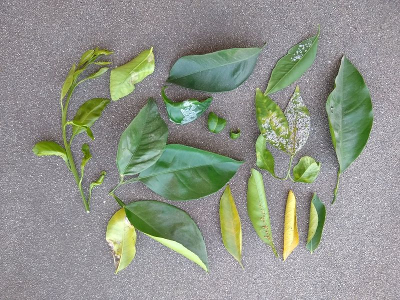 Avoid Nitrogen That Pushes Tender Fall Growth