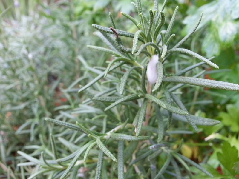Avoid Oily Foliage Close To Structures