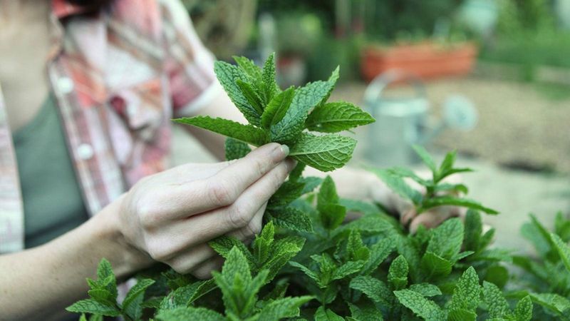 Avoid Overcutting Your Herbs During Late Summer Avoid Overcutting Your Herbs During Late Summer