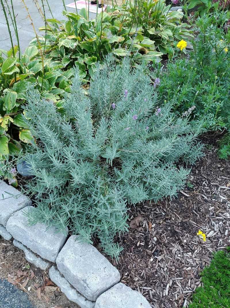 Avoid Piling Mulch Against The Stems