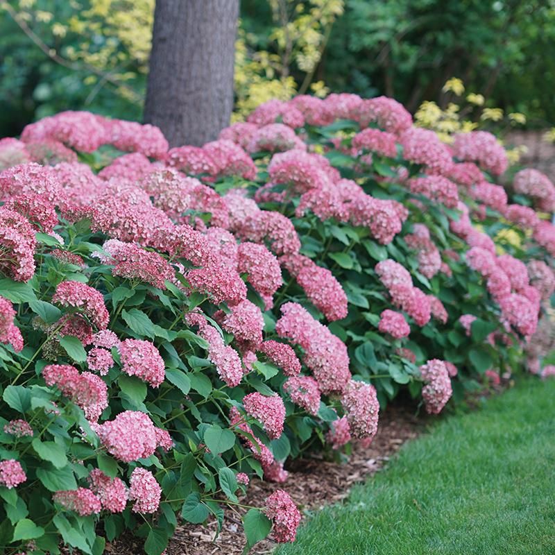Avoid Pushing Tender New Growth Avoid Pushing Tender New Growth